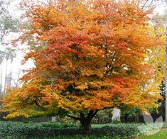 a large tree with orange and yellow leaves in a park area next to a sidewalk