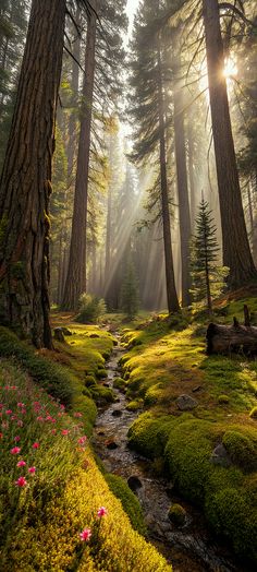 the sun shines through the trees and onto a mossy area with flowers in the foreground