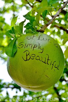 a green fruit hanging from a tree with writing on it that says, stop for simply beautiful