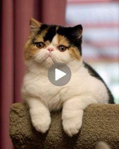 a cat sitting on top of a scratching post