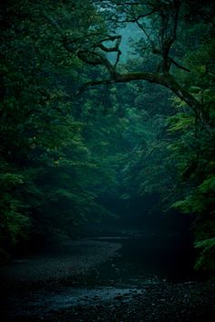 a dark forest filled with lots of trees next to a small river in the middle of it