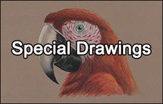 a drawing of a red parrot with the words special drawings on it's face