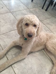 a white poodle laying on the floor looking at the camera