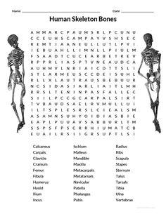 the human skeleton bones word search is shown in black and white with an image of two skeletons