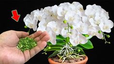 a hand is holding a small potted plant with white flowers