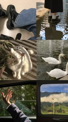 four different pictures with people and animals in the same photo, one has a cat