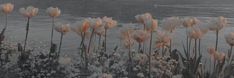 some very pretty flowers by the water with snow on it's stems and grass