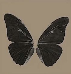 a black and white butterfly is shown in this image, it appears to be an insect