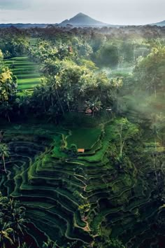 an aerial view of rice terraces in the jungle with mountains in the backgroud