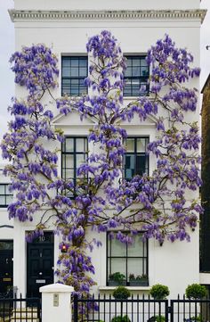 a large purple tree in front of a white building