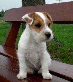 a small white and brown dog sitting on top of a wooden bench