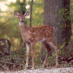 a small deer standing in the middle of a forest