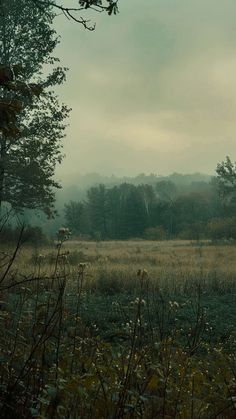 an open field with trees and grass in the distance on a foggy, overcast day