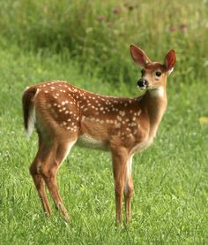 a small deer standing on top of a lush green field