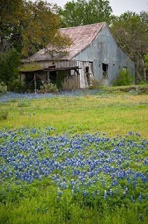 an old barn with blue flowers in the foreground