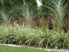 some very pretty plants in the grass