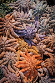 many different colored starfishs laying on the ground