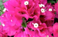 pink and white flowers are blooming in the garden