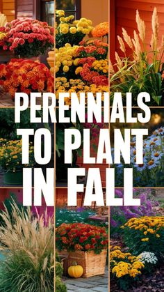 the words perennials to plant in fall are overlaid by pictures of colorful flowers