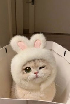 a white cat with bunny ears sitting in a box