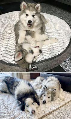 two dogs laying on top of a rug next to another dog lying on the floor