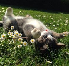 a dog rolling around in the grass with daisies