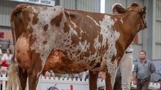 a brown and white cow standing on top of a dirt field next to a crowd