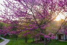 a tree with purple flowers in the foreground and a house on the other side