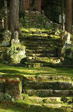 moss covered steps lead up to the trees