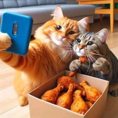 two cats playing with food in a box on the floor and one cat is holding something up to its face