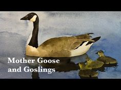 mother goose and goslings are swimming in the water