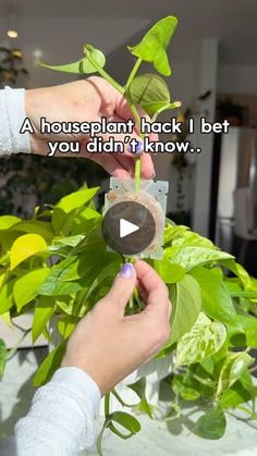 a person holding a plant with the caption, a houseplant hack i bet you didn't know