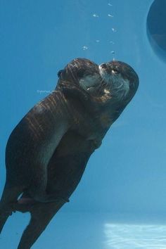 an otter swimming in the water with its mouth open and it's head up