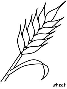 a drawing of a wheat plant with the word wheat in it's center and an arrow