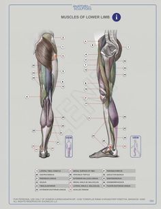 the muscles and their corresponding parts are labeled in this diagram, which shows how they work