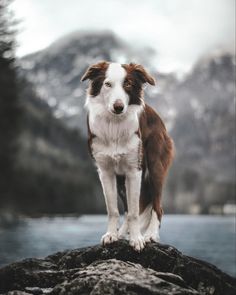 a brown and white dog standing on top of a rock next to a body of water