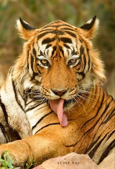 a tiger laying down with its tongue hanging out