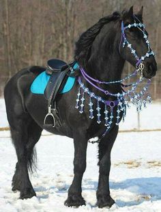 a black horse standing in the snow wearing a blue and purple harness with beads on it's bridle