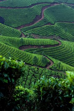 a lush green hillside covered in lots of trees