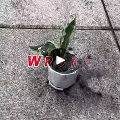 a small potted plant sitting on the side of a sidewalk with words wrong written in red