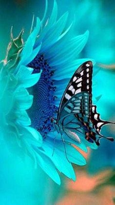 a butterfly sitting on top of a blue flower