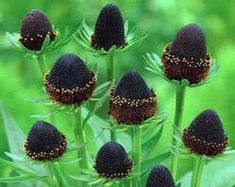 a bunch of black flowers with yellow spots on them in the grass and some green leaves