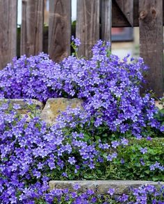 purple flowers growing on the side of stone steps