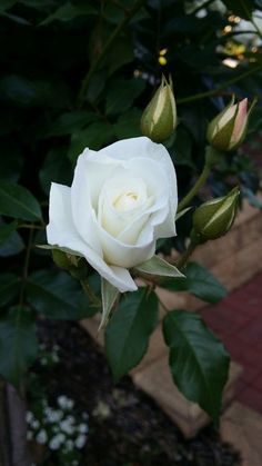 a white rose is blooming in the garden