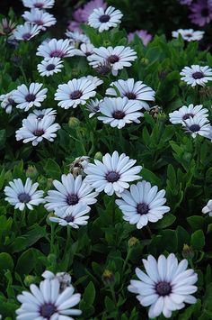 white and purple flowers are growing in the grass