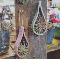 two air plants hanging from the side of a wooden pole next to potted plants