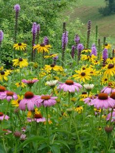 a field full of purple and yellow flowers next to green grass with trees in the background