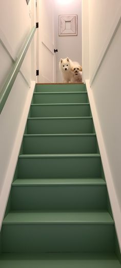 there is a dog that is standing at the top of some stairs in this house