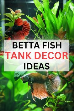 betta fish in an aquarium with text overlay that reads, betta fish tank decor ideas