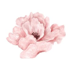 a pink flower on a white background art print